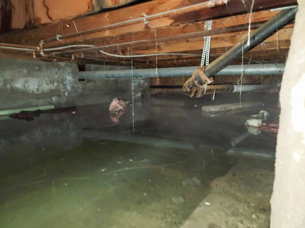 Best Local water damage restoration  in Perryopolis, PA